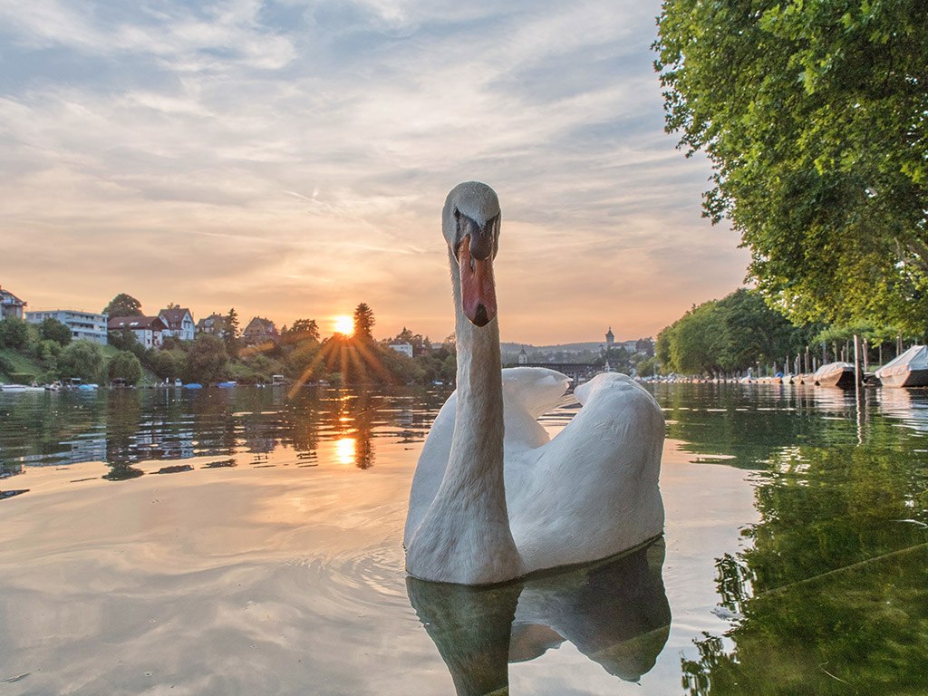 Aktivitäten in Schaffhausen - Pavillon im Park